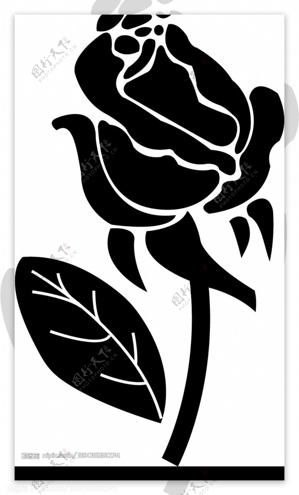 玫瑰花图片素材-编号14770293-图行天下