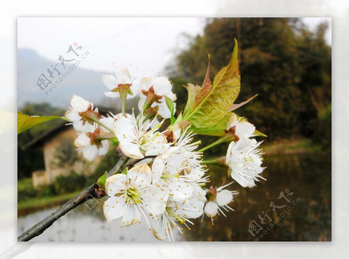 李子花花春天图片