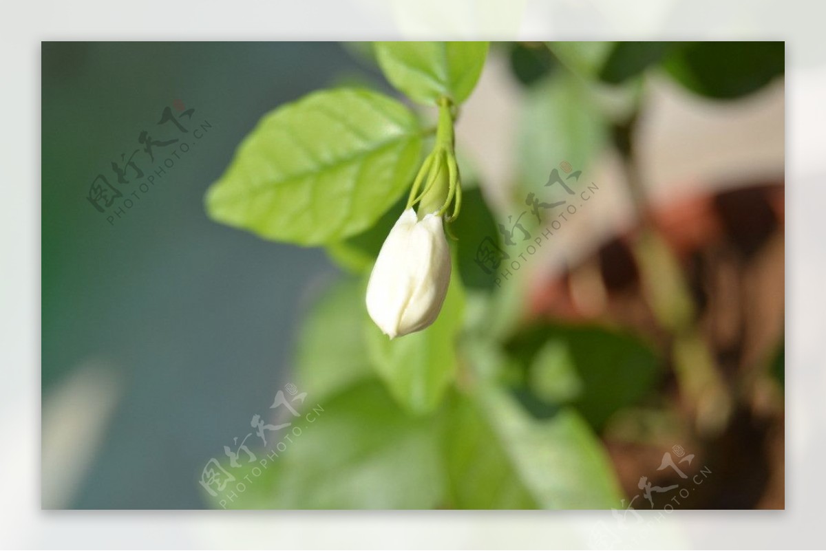 茉莉花苞图片