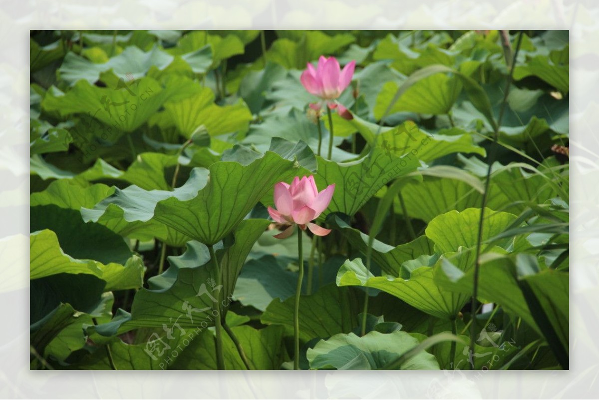 荷花莲花图片