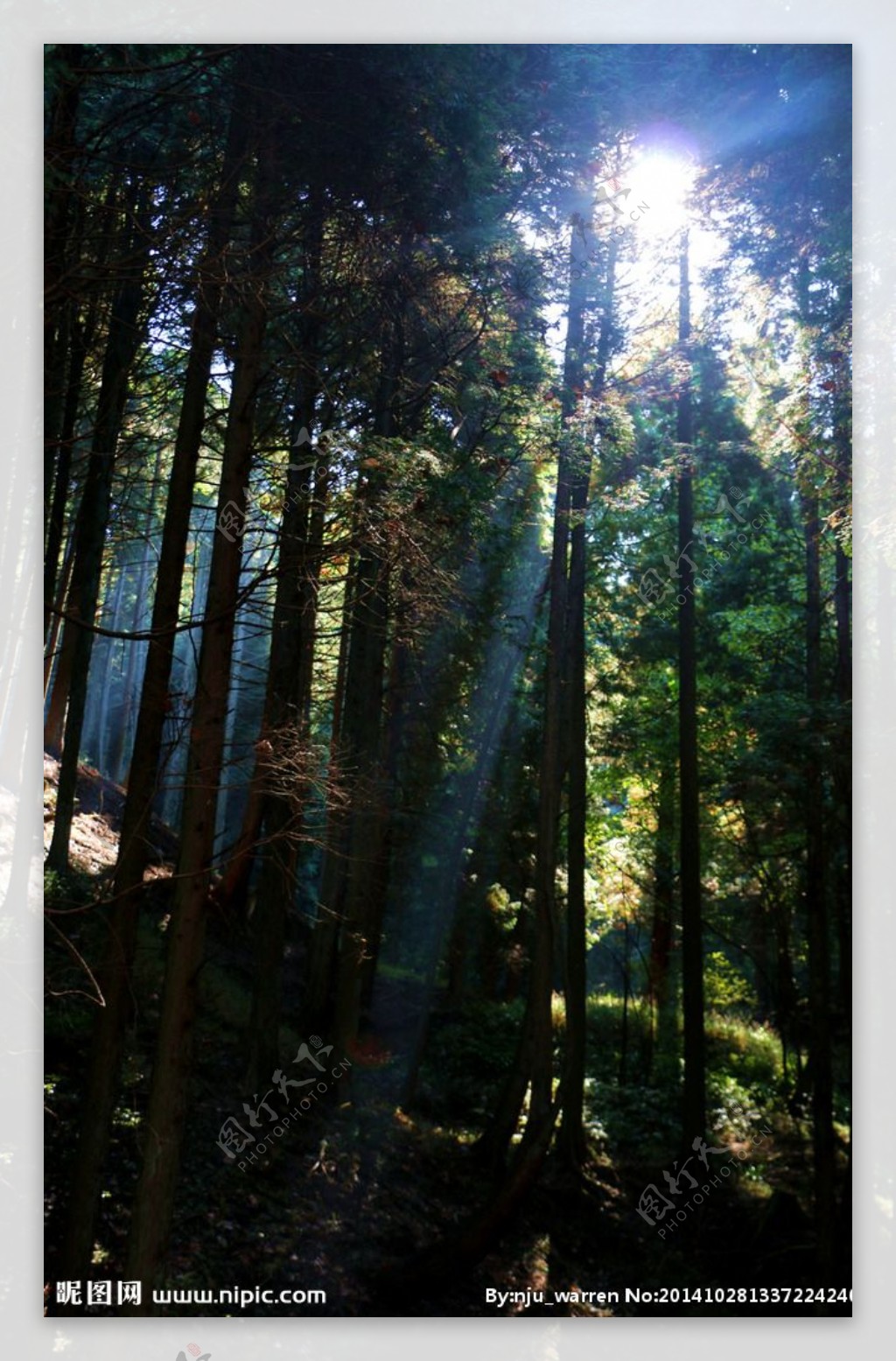 树林阳光图片