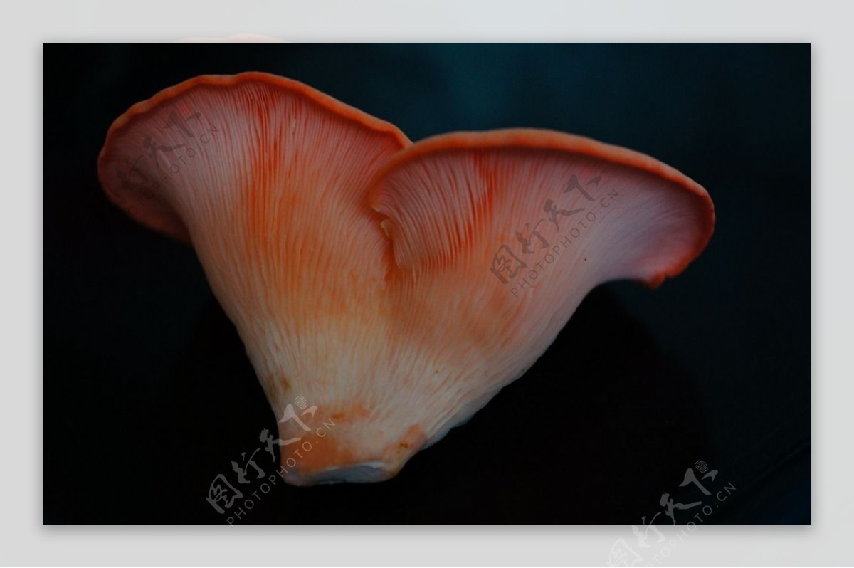 粉嫩诱人的桃红平菇图片