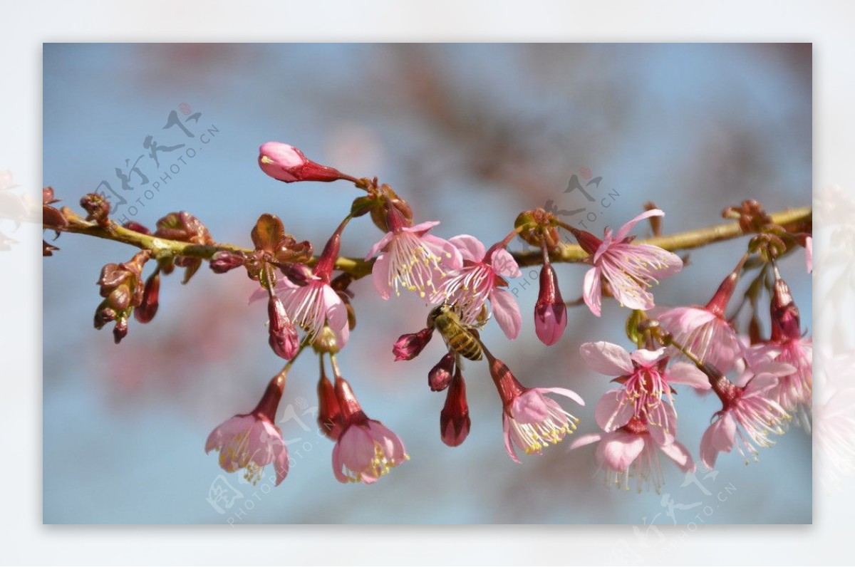 樱花与蜜蜂图片