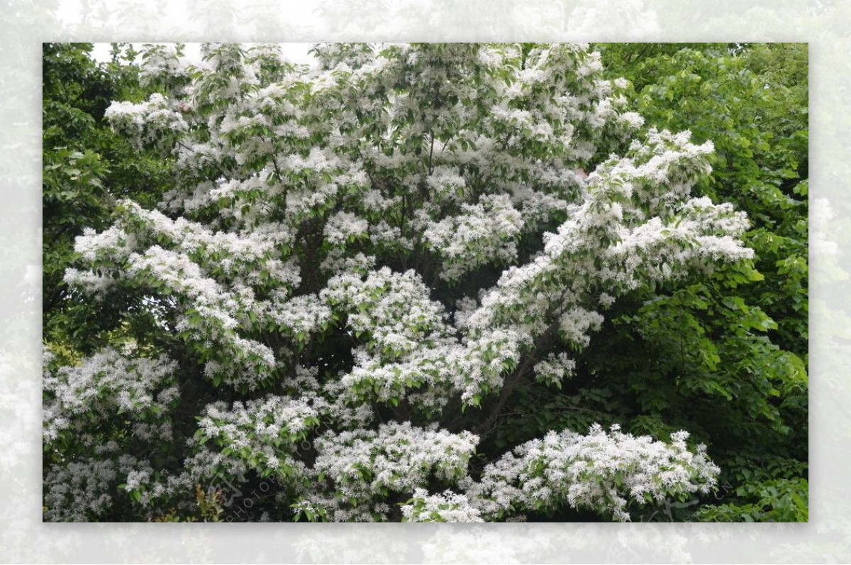 流苏树花图片