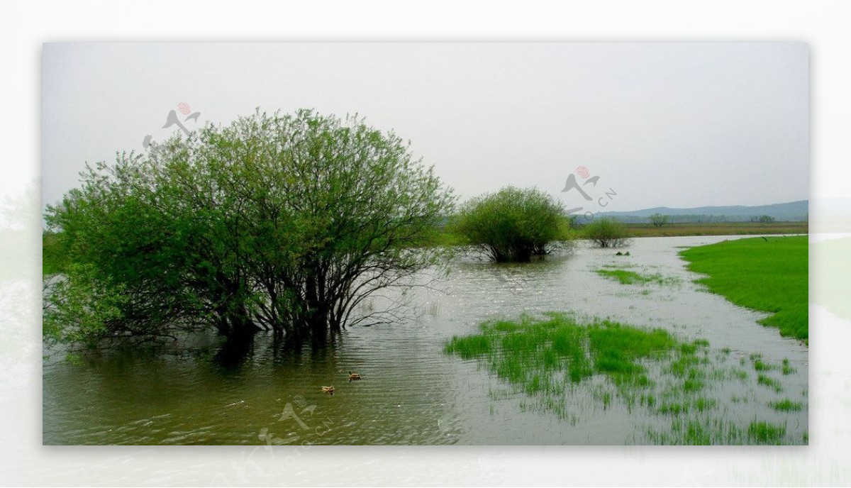 东方湿地图片