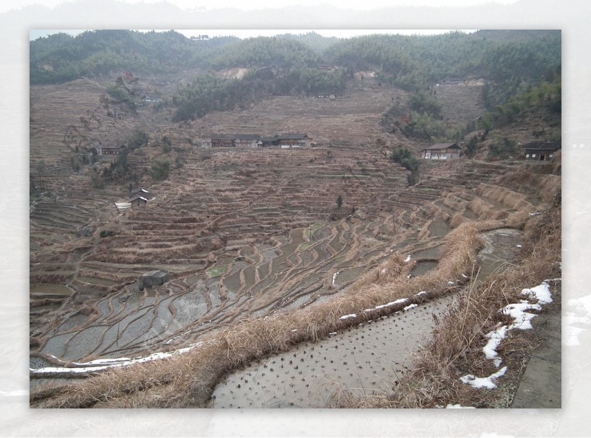 紫鹊界梯田图片