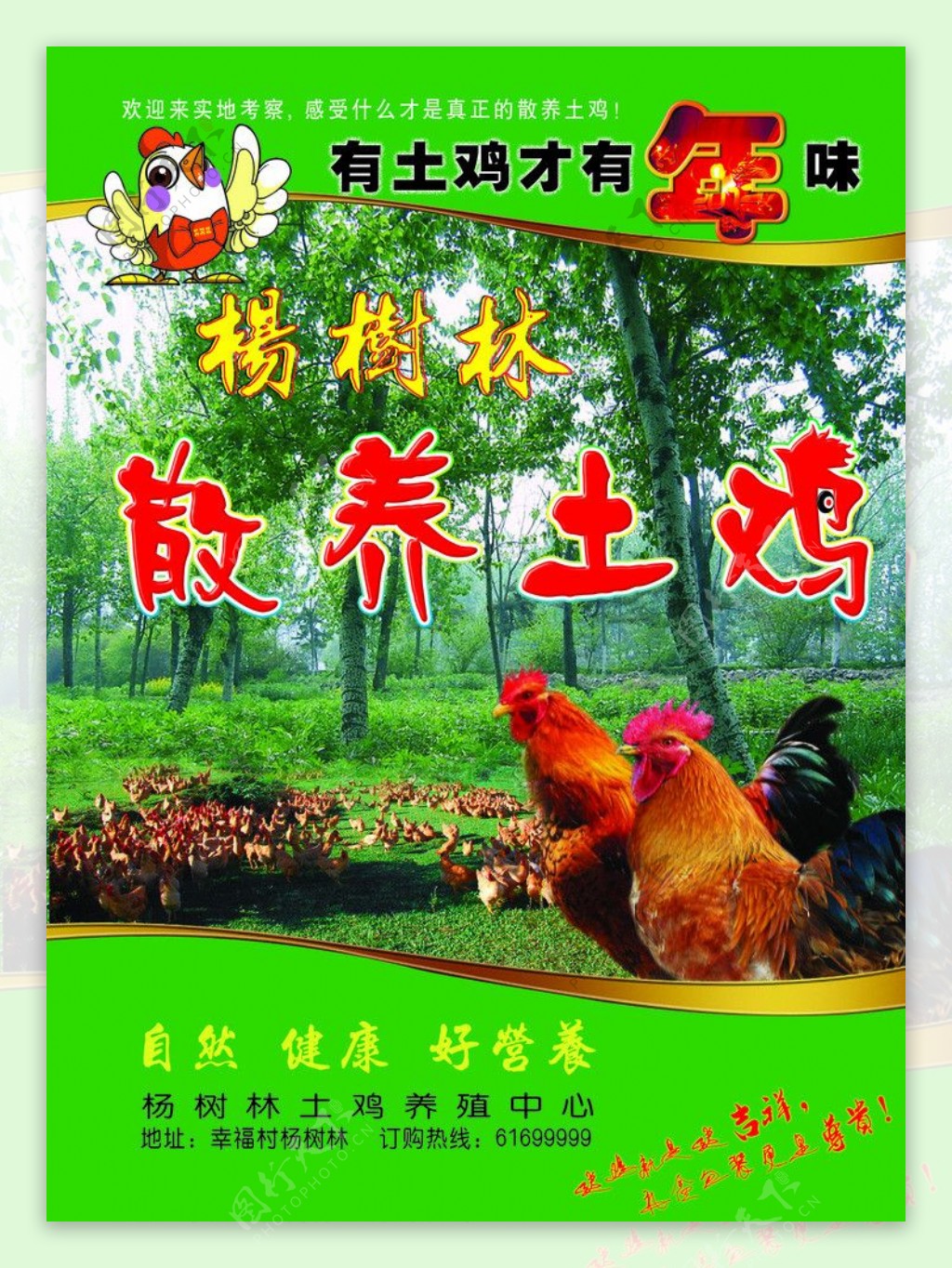 杨树林散养土鸡图片