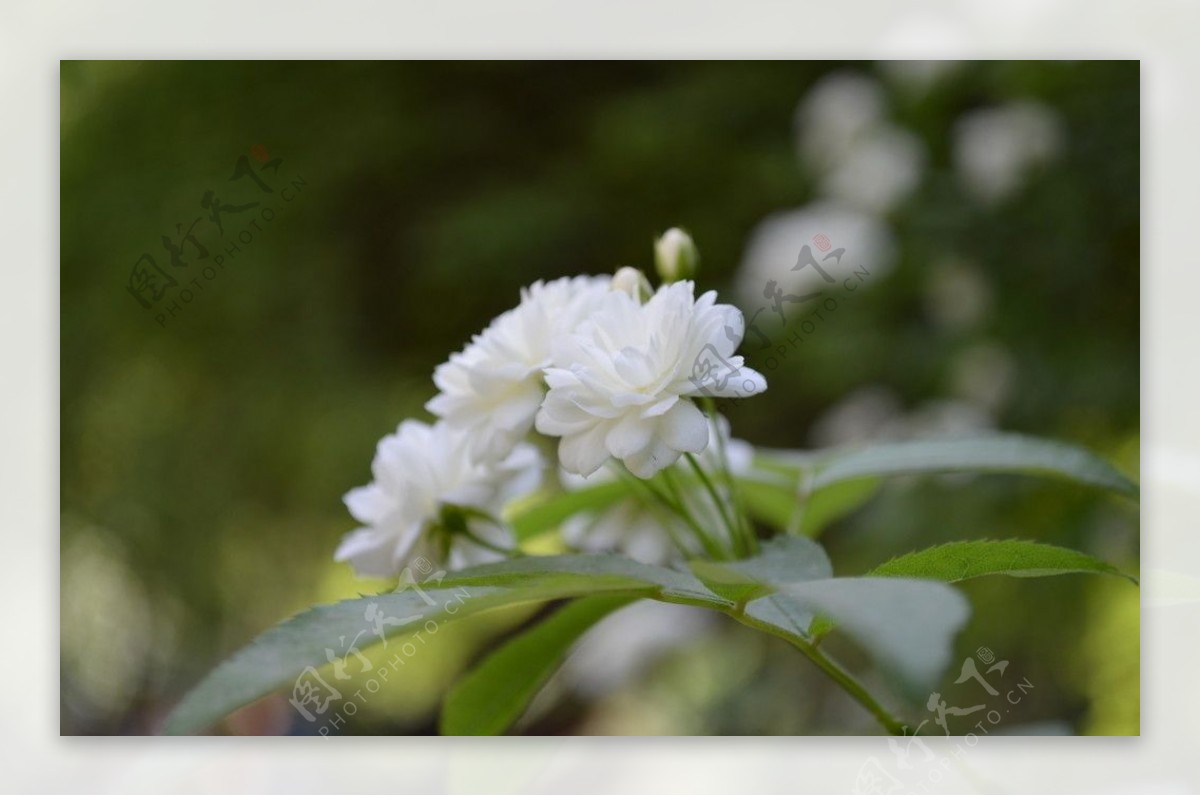 小白花图片