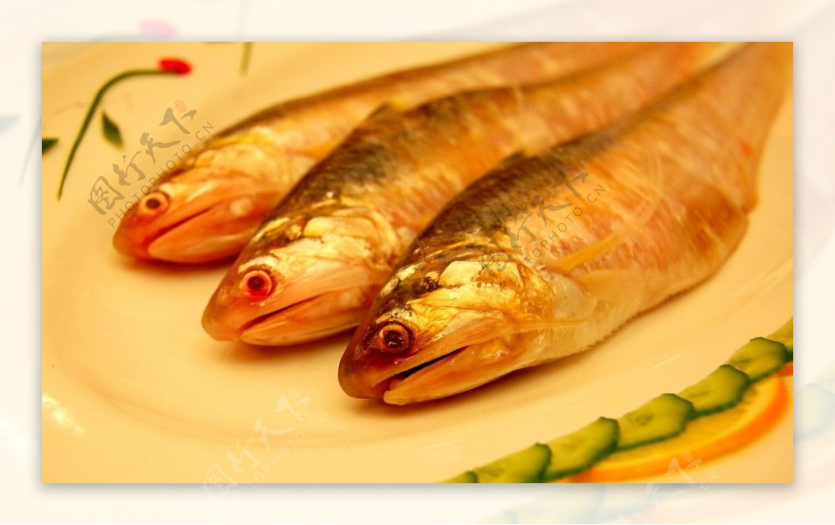长江刀鱼图片