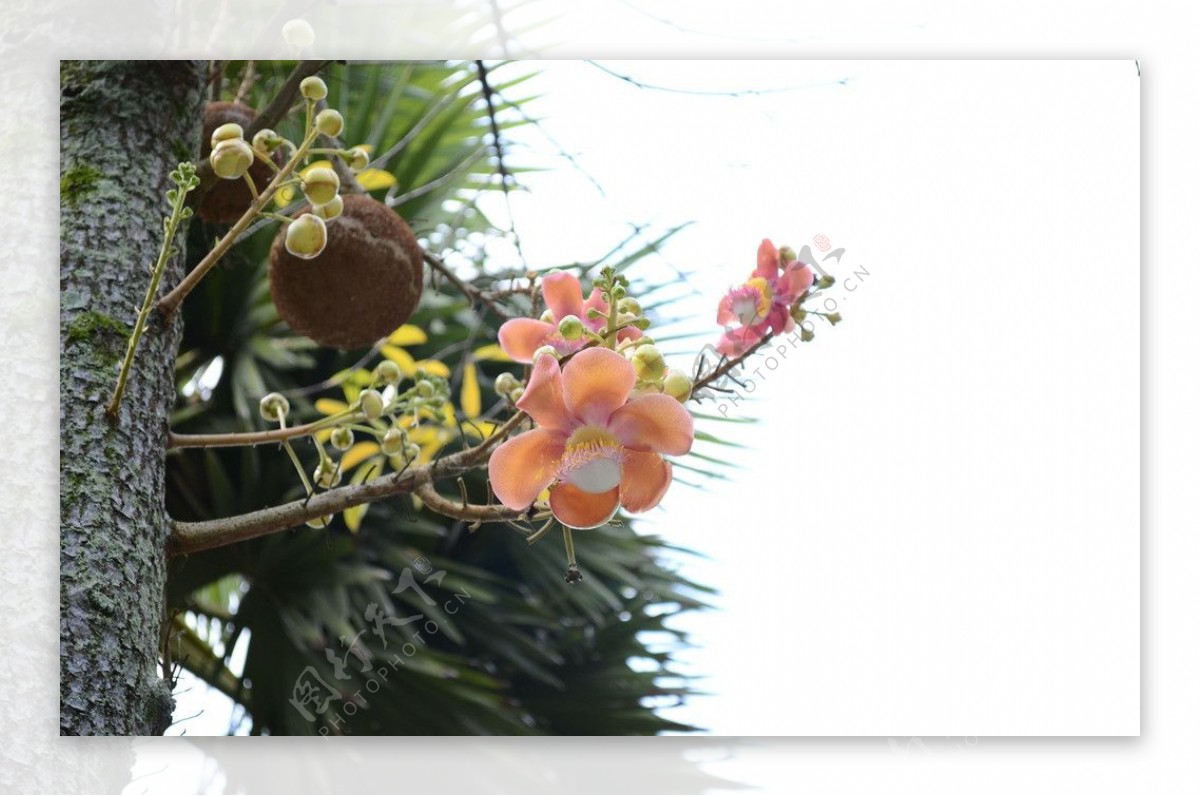 棕榈花图片