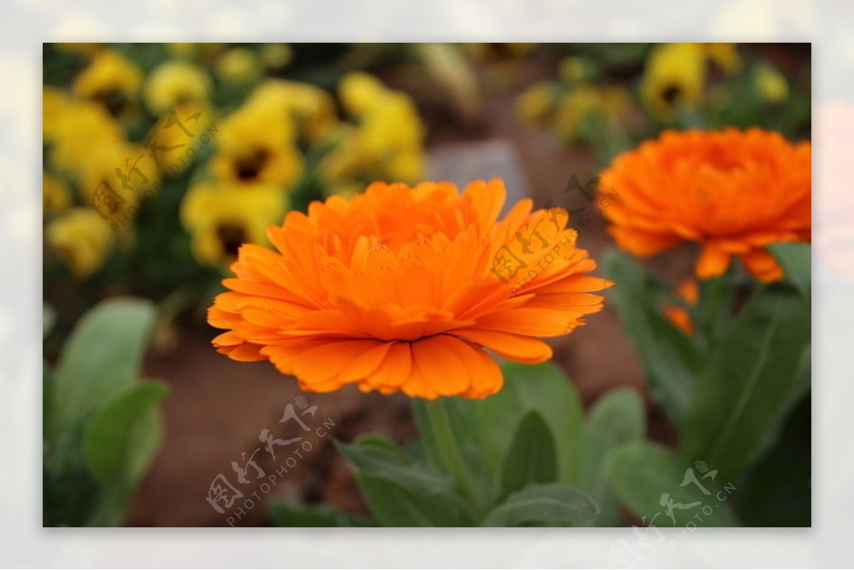 花卉橙色图片
