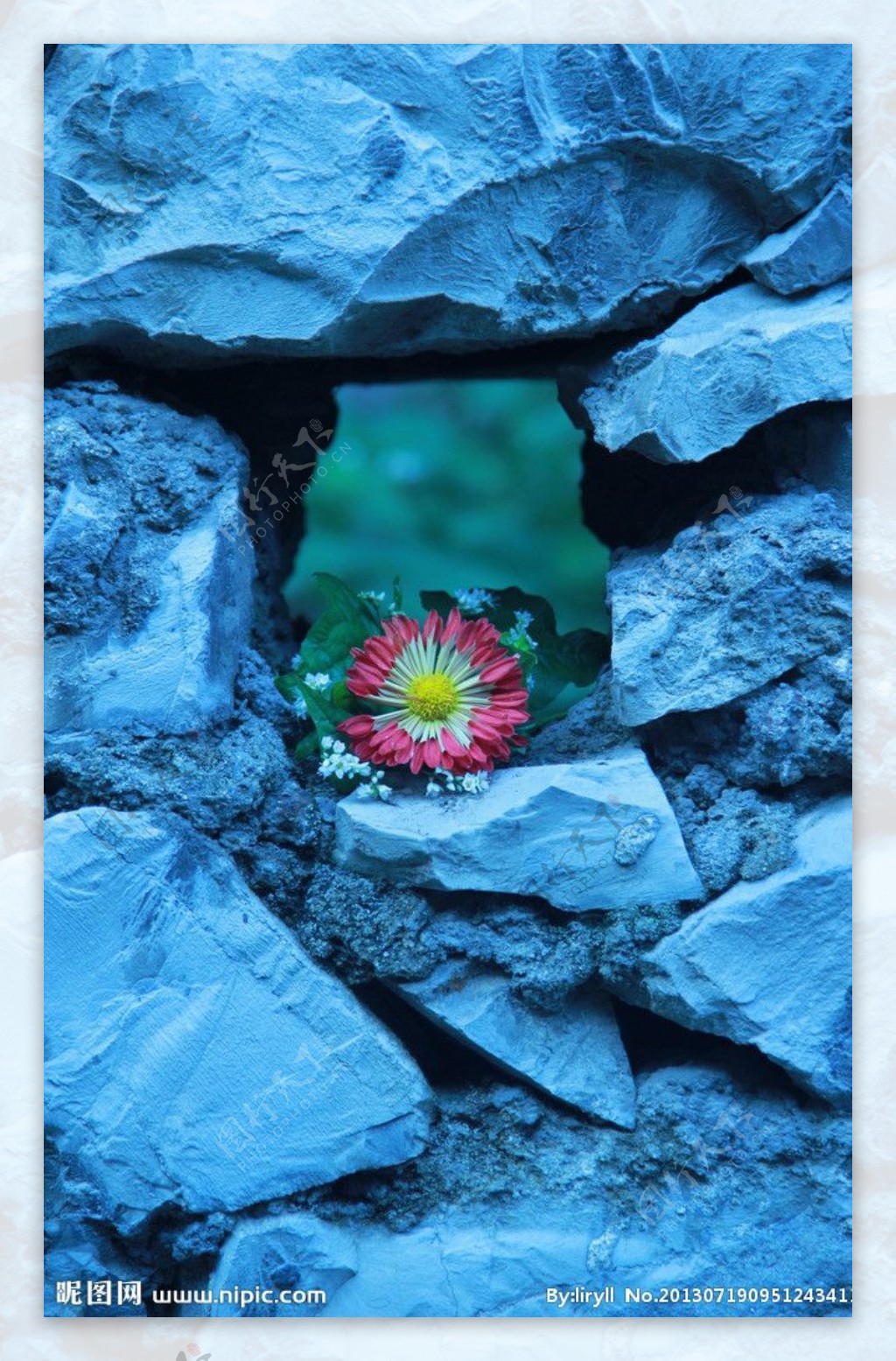 山洞里的菊花图片