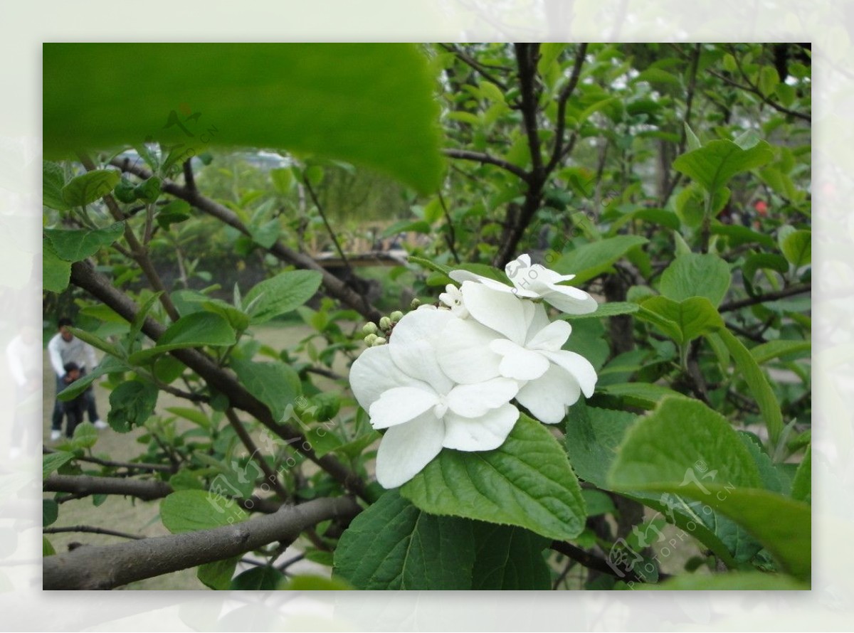 扬州廋西湖琼花近景图片