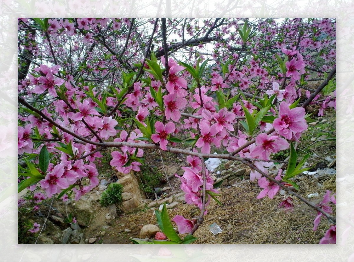 野梅花图片