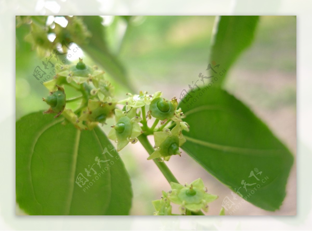 枣花溢香图片