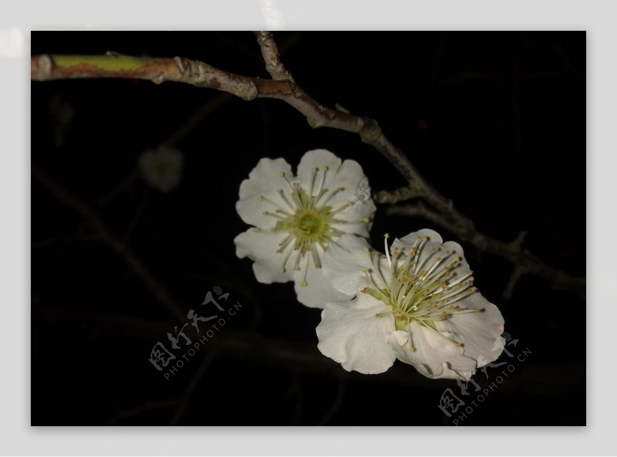 梅花吐蕊图片