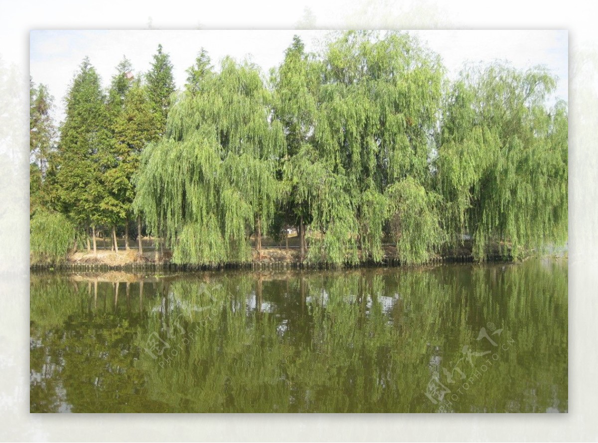河堤大树图片