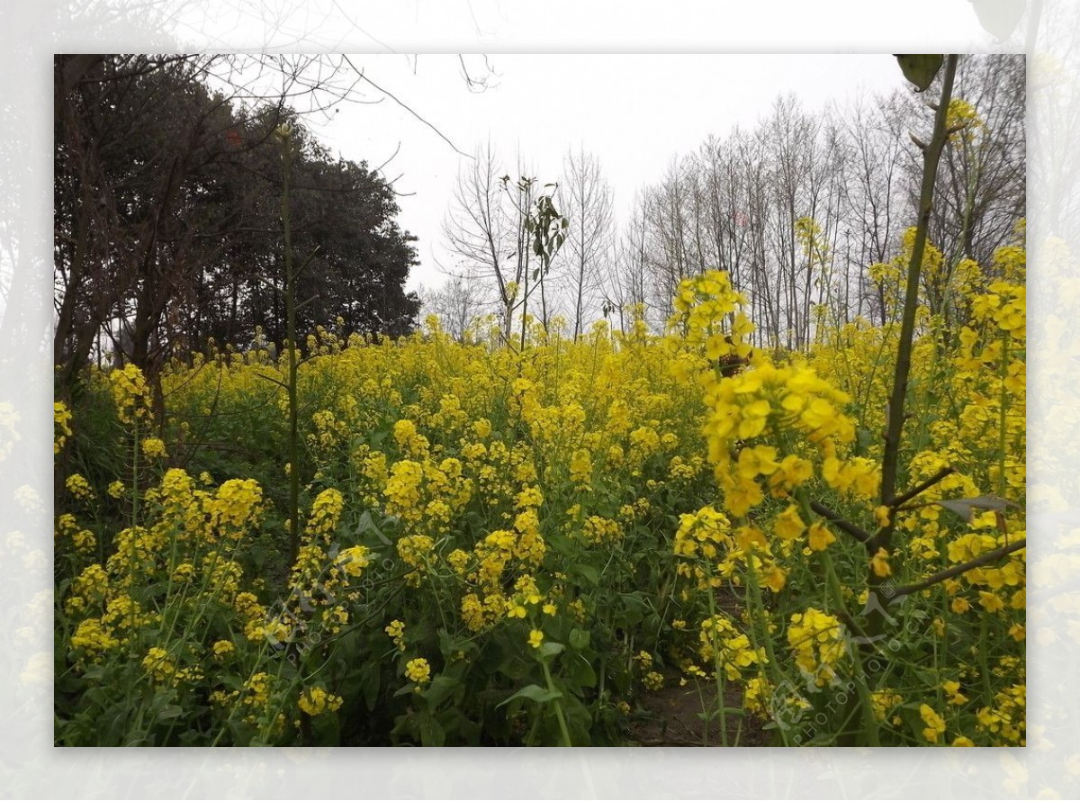 油菜花图片