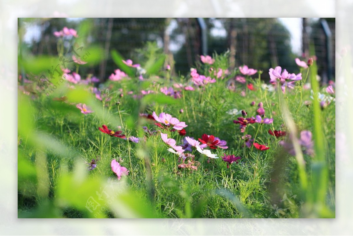 花格桑花花丛图片