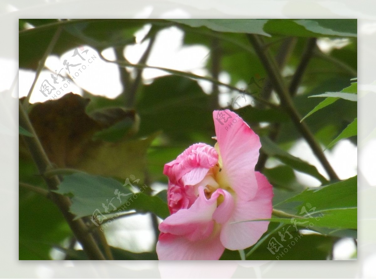 芙蓉花图片