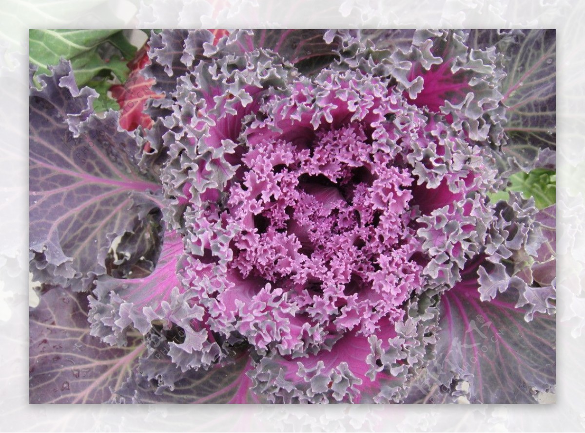 包菜花紫花图片