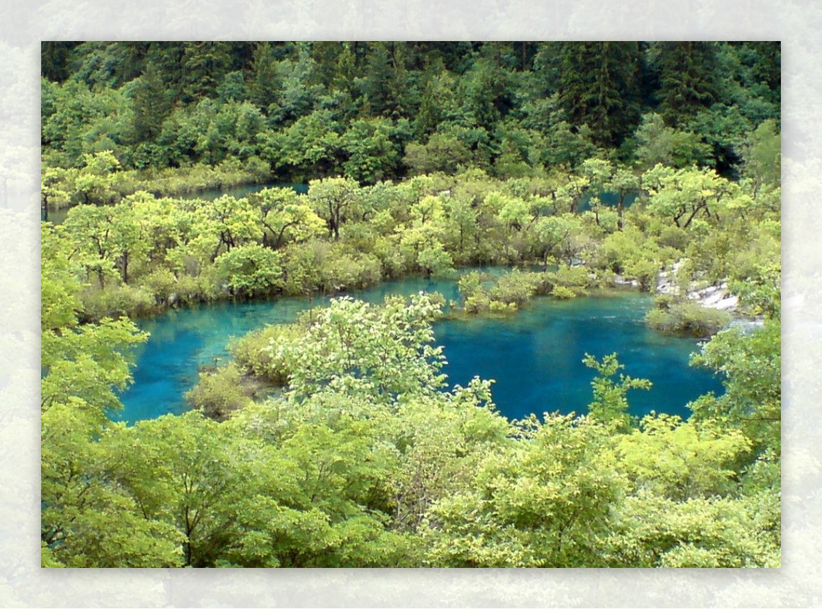 丛林树林湖泊图片