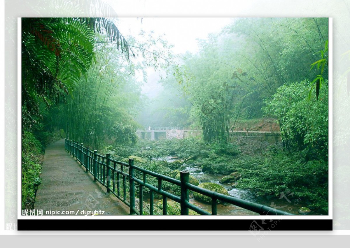 山涧竹林摄影图JPG图片