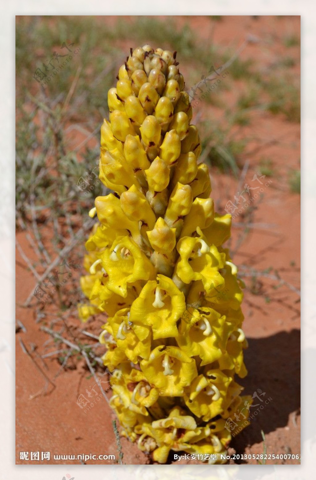 沙漠黄花图片