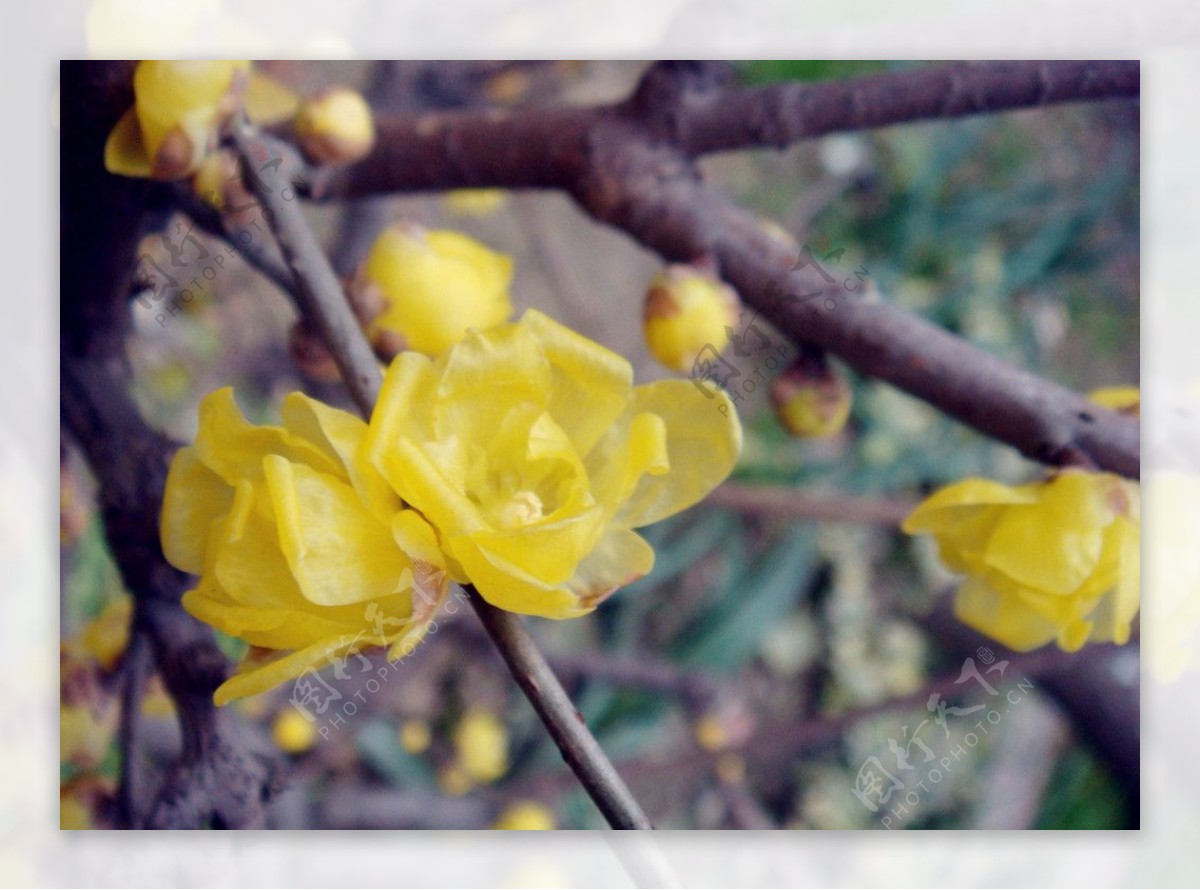 梅花图片