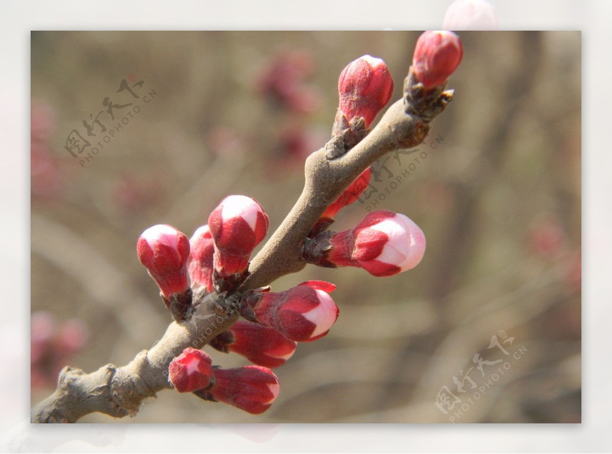 桃花花蕾图片