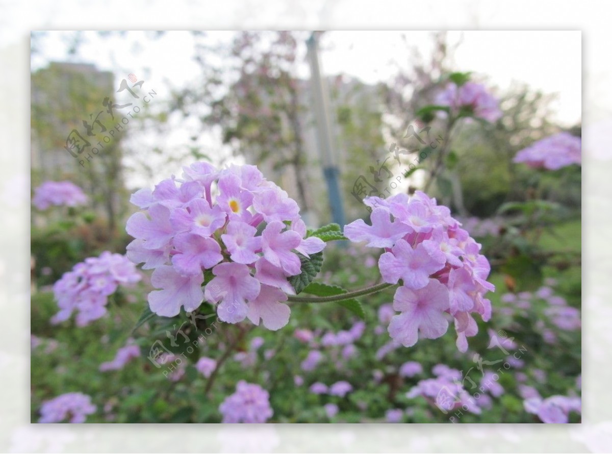 粉紫色花图片