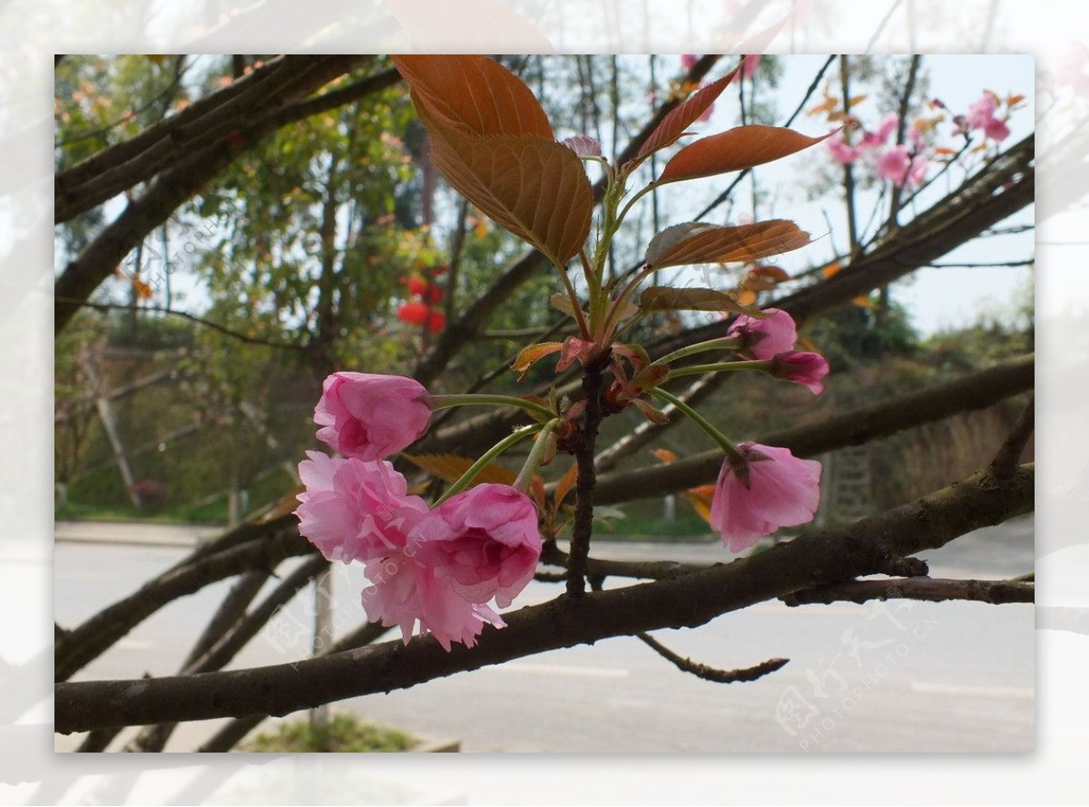 植物园景观摄影樱花图片