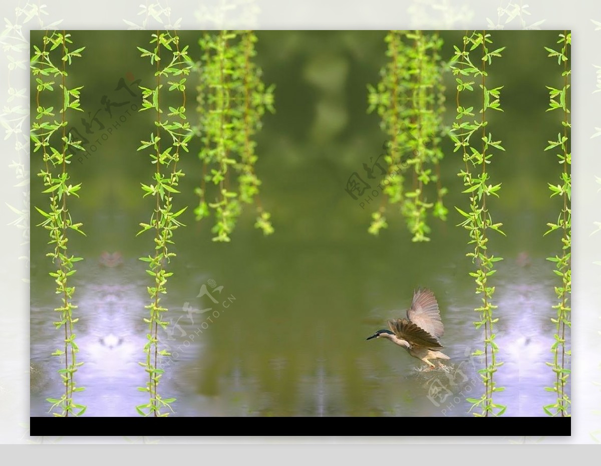 柳绿水鸟图片