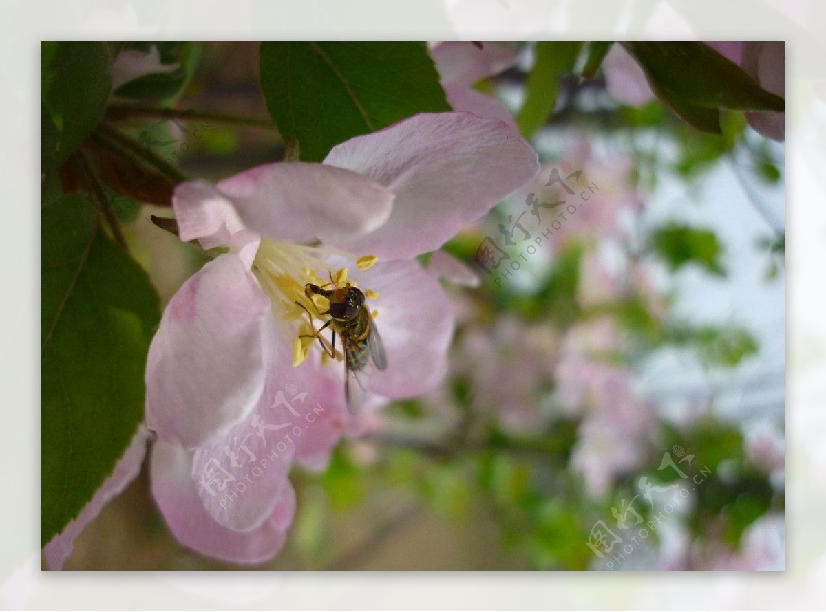 蜜蜂与海棠花图片