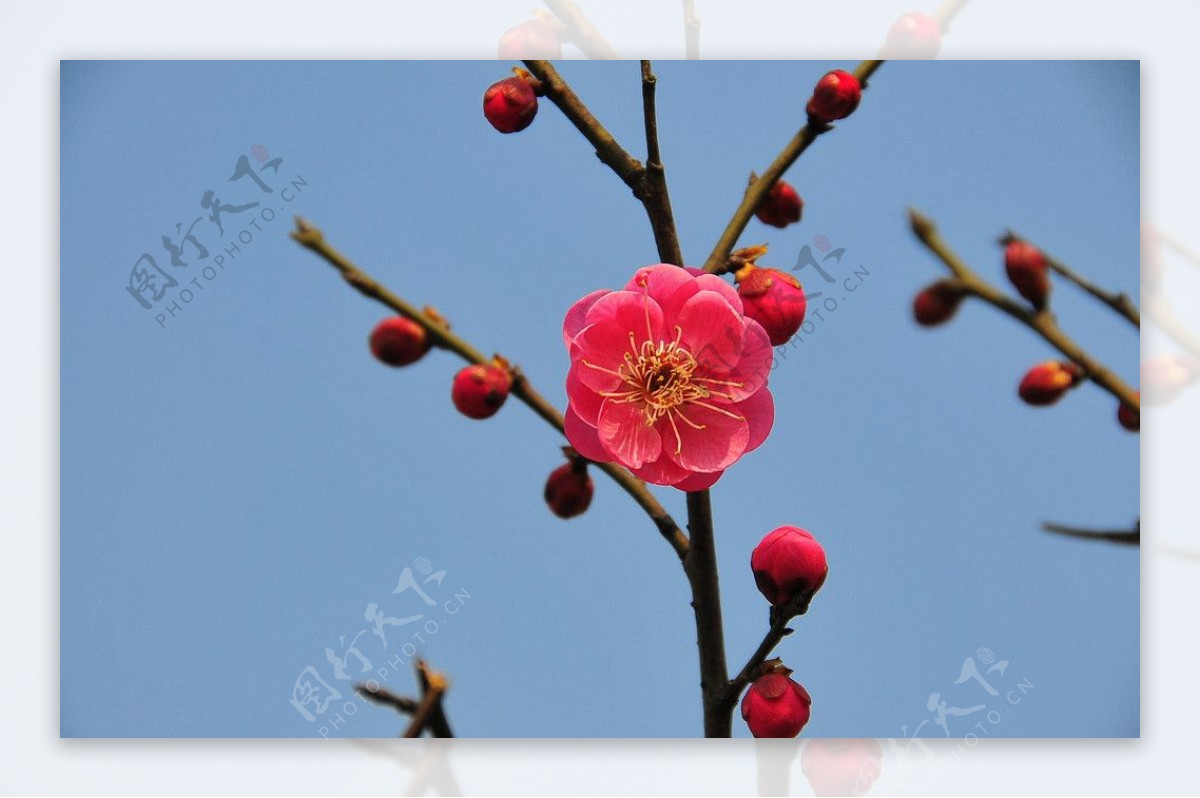 美丽的梅花图片