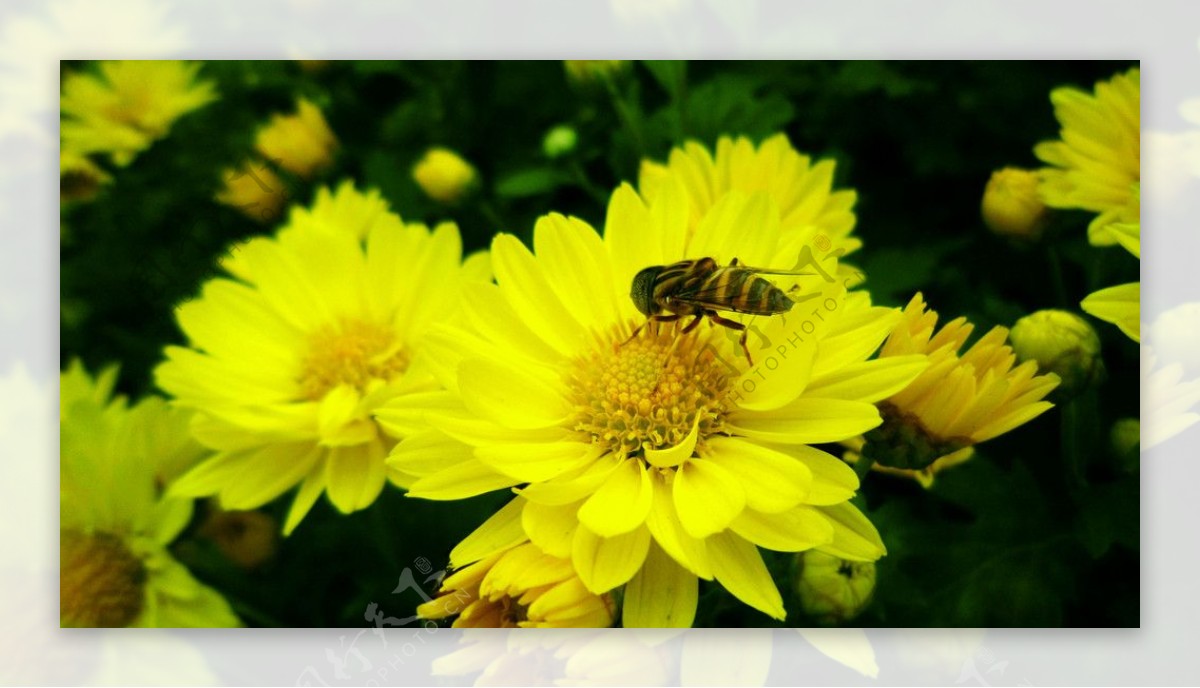 菊花与蜂蜜图片