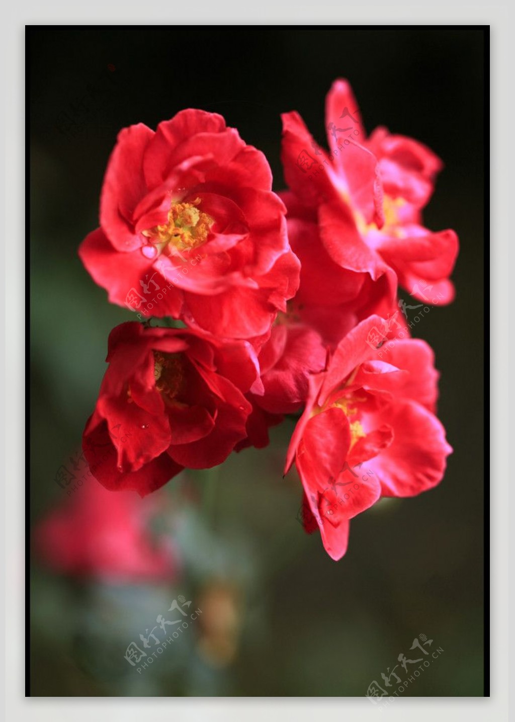 小红花图片