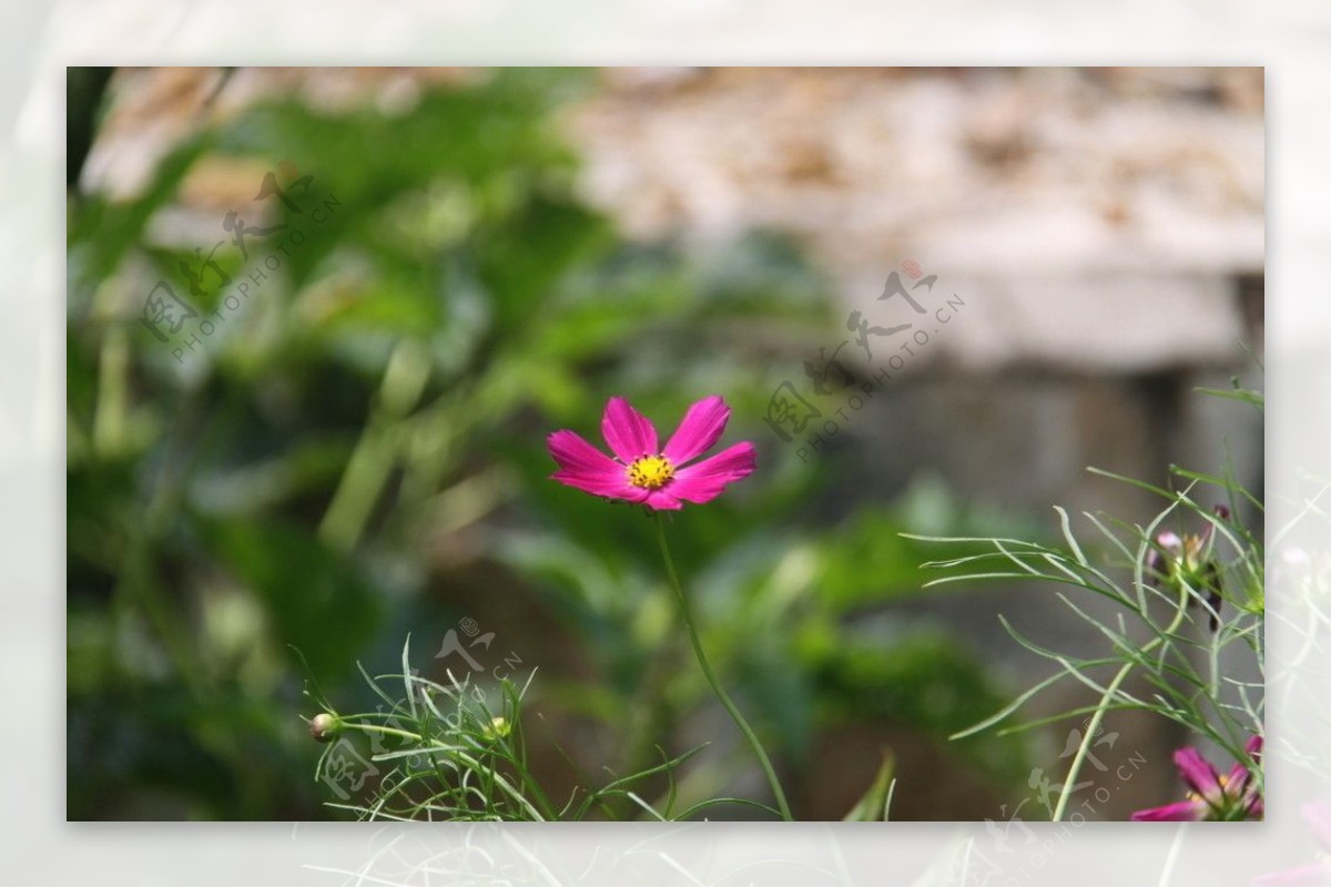 格桑花图片