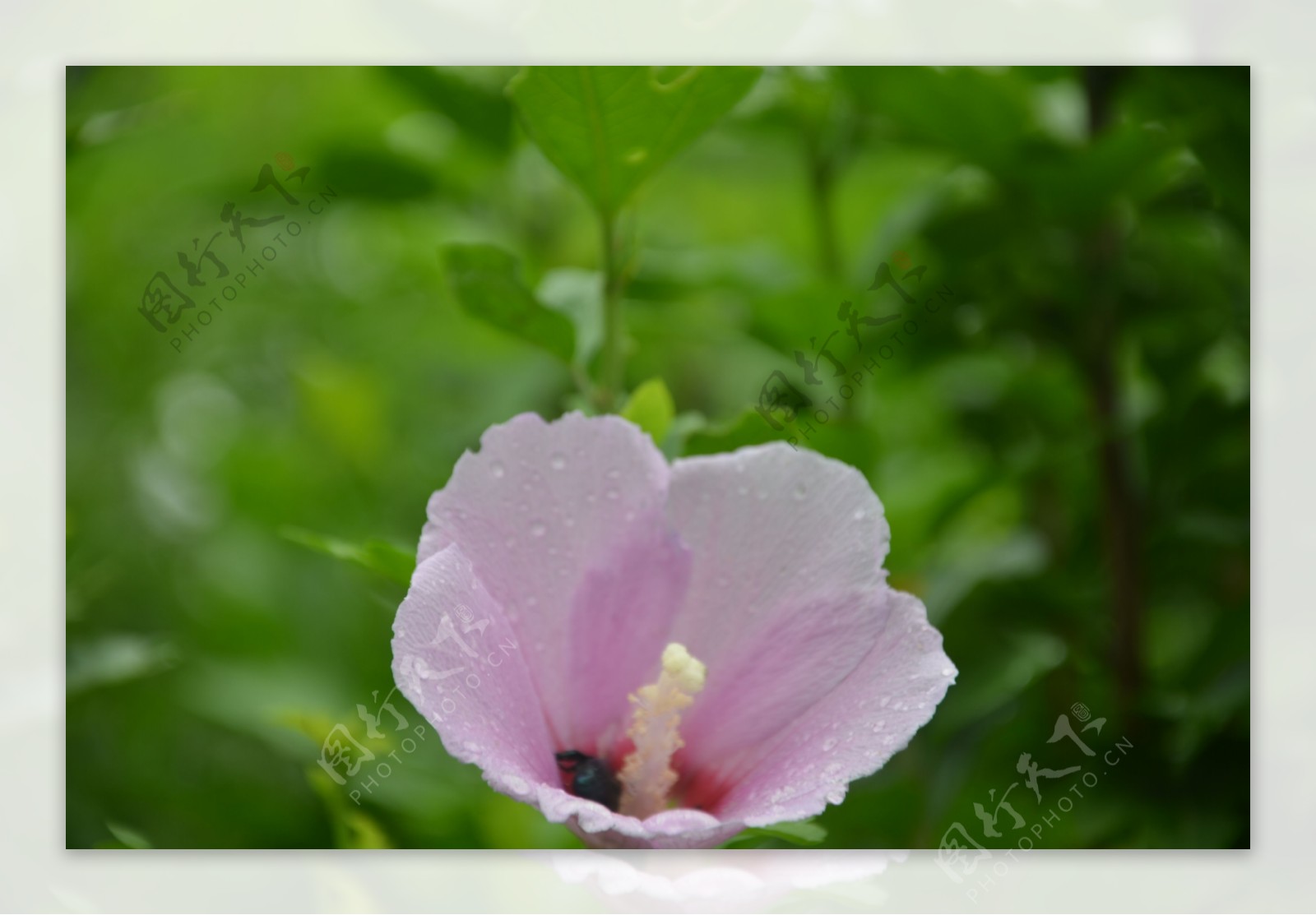 木槿花图片