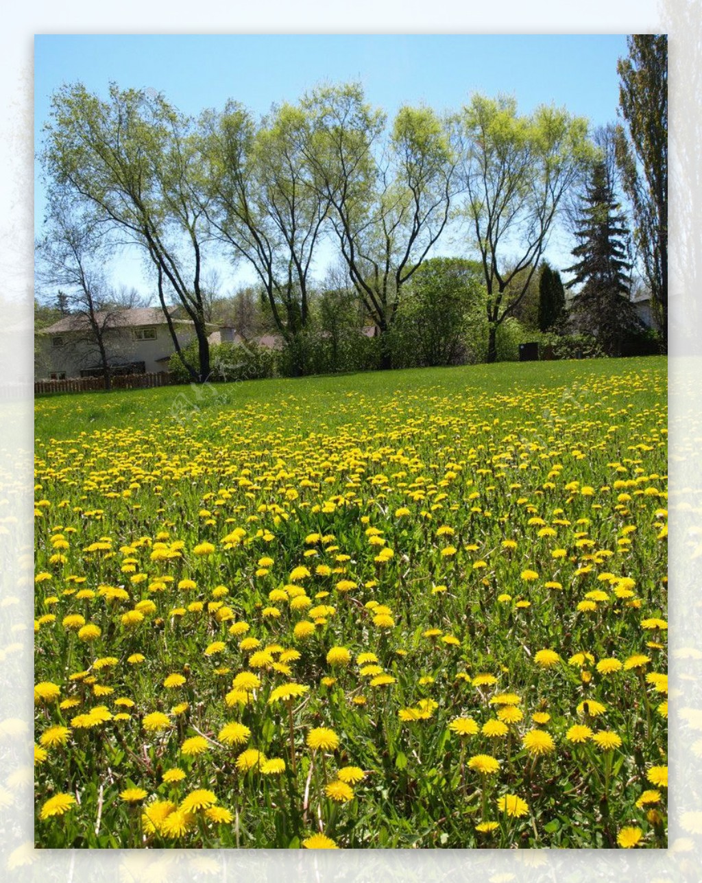 满地的黄色小野花图片