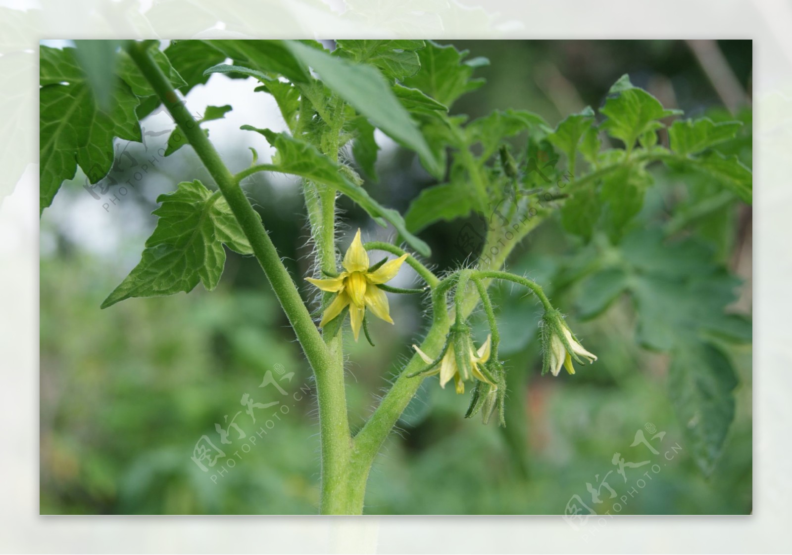 西红柿花图片