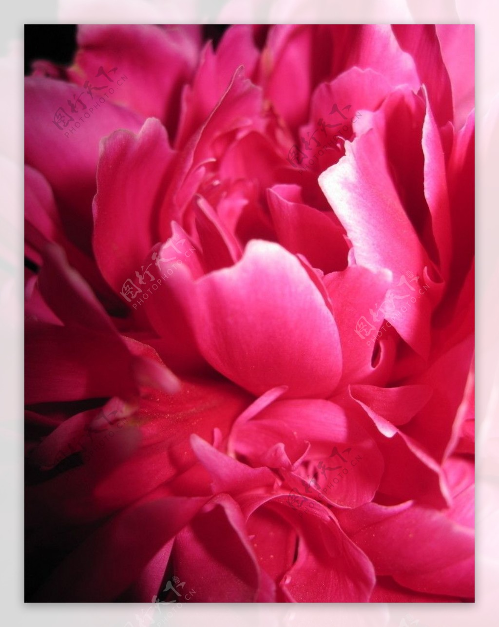粉红色牡丹花图片