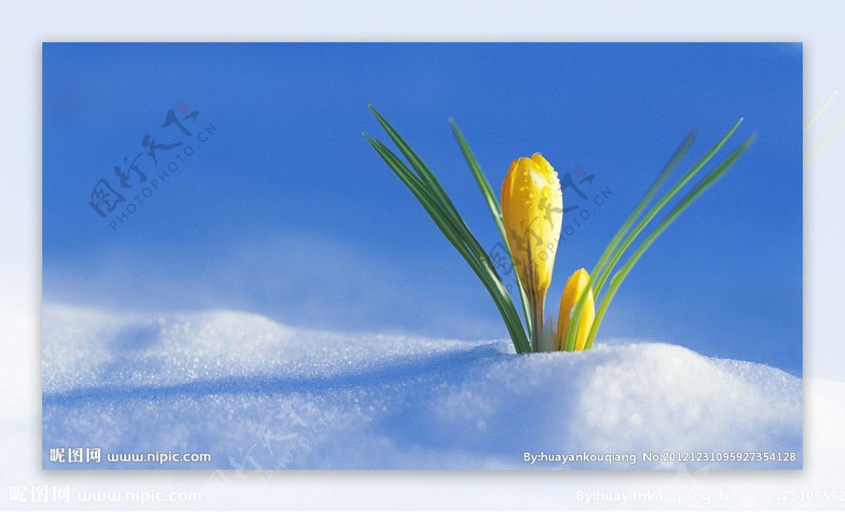 雪地里的郁金香图片