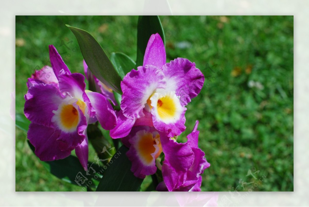 紫色兰花石斛根系图片