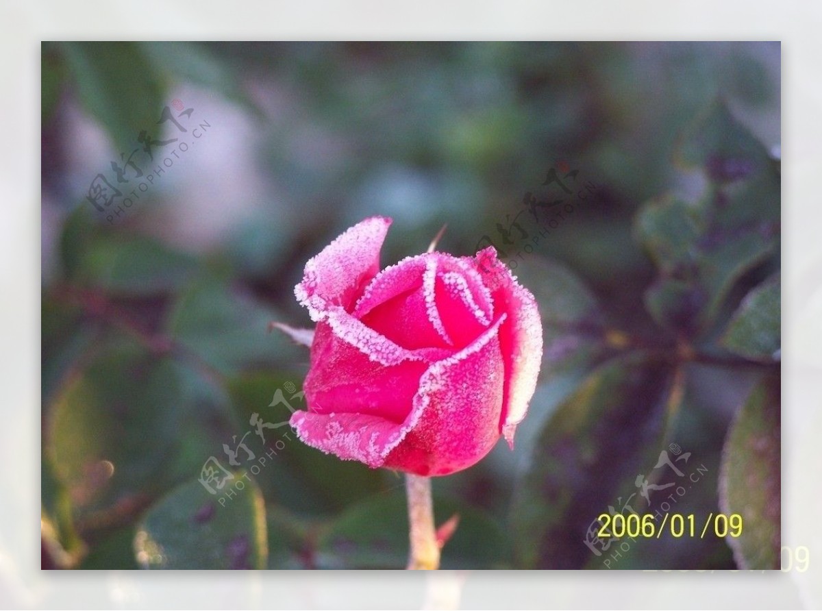 玫瑰花图片