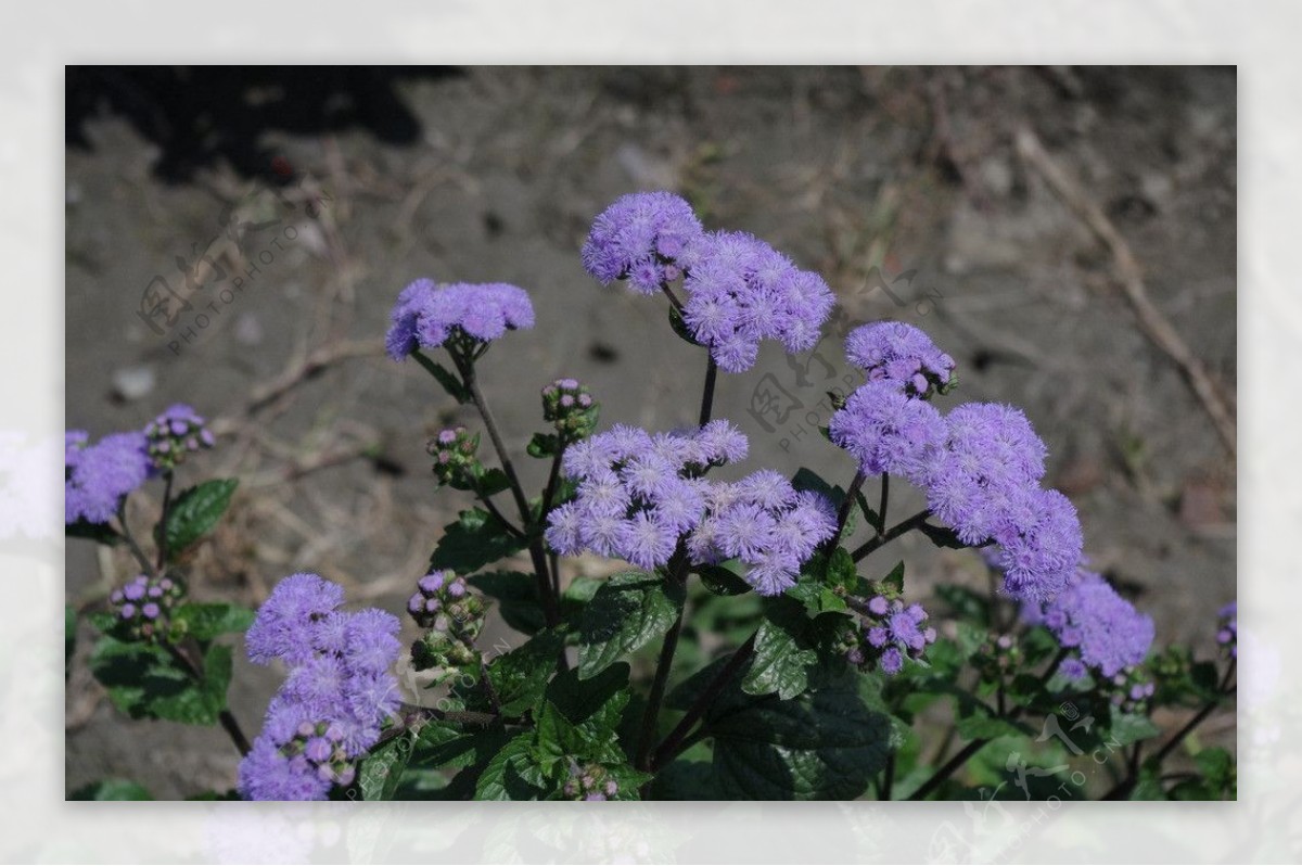 马鞭草花图片