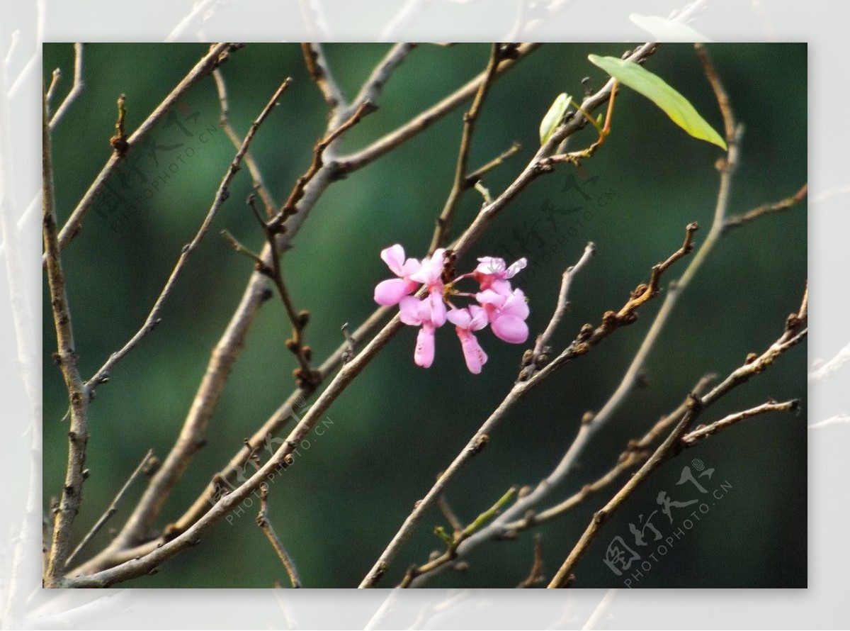 小花图片