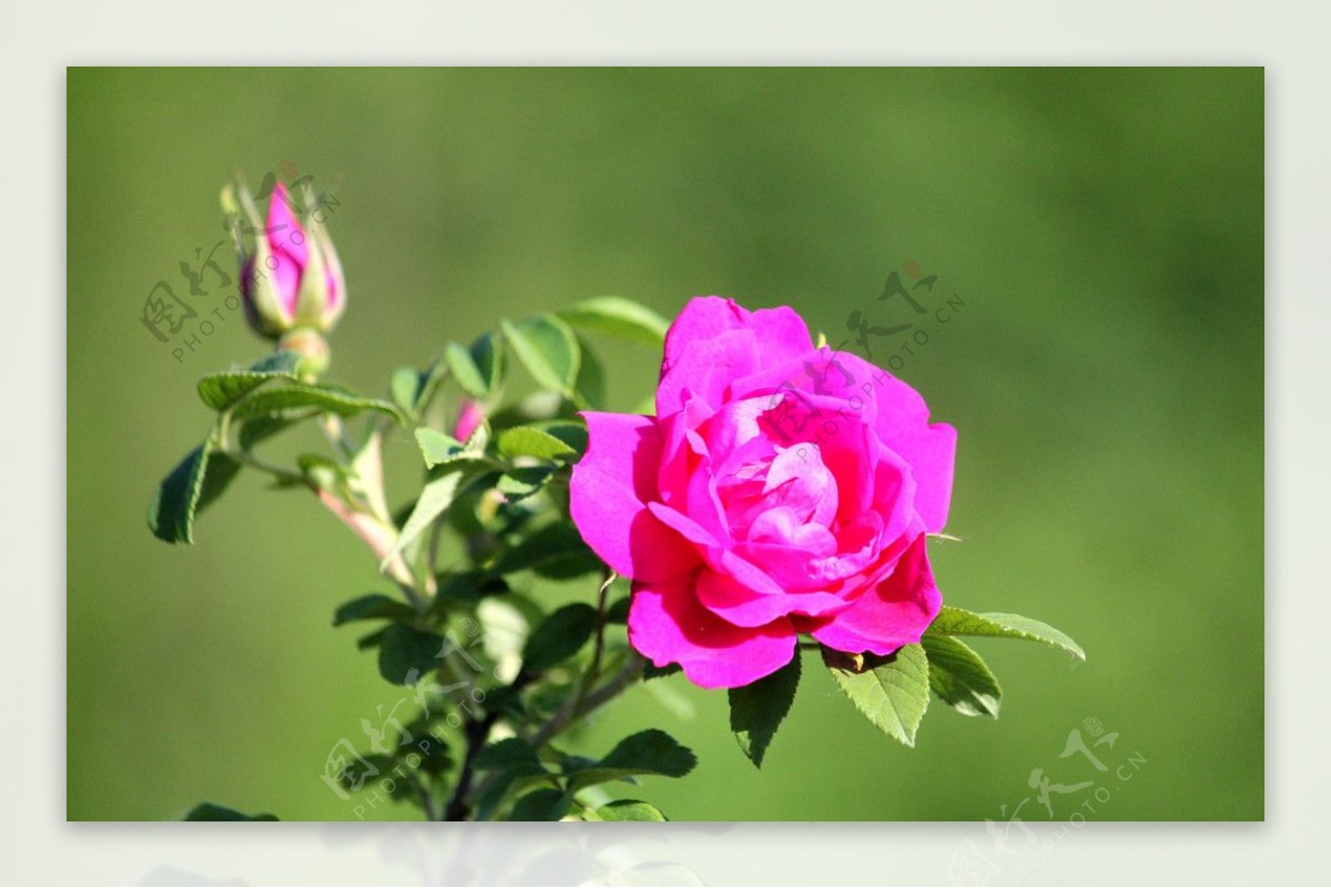 刺玫瑰花图片