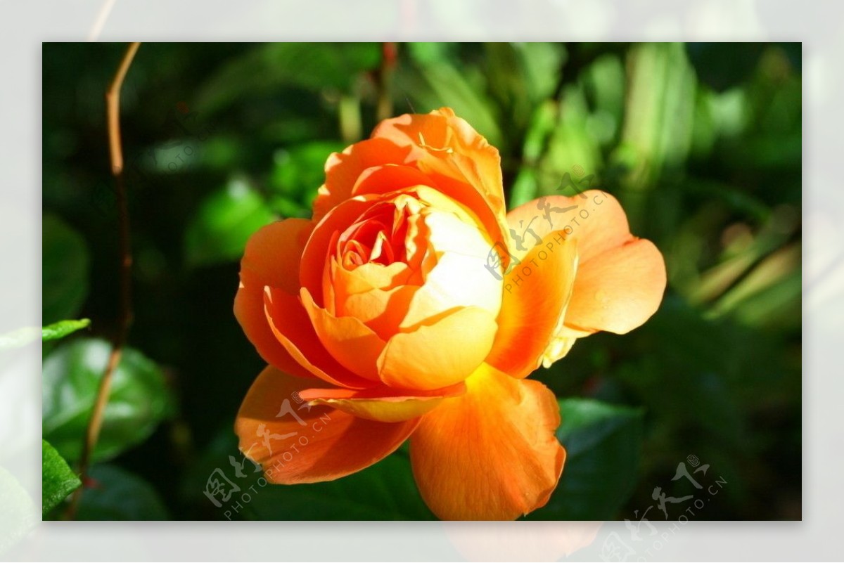 橙色玫瑰花图片