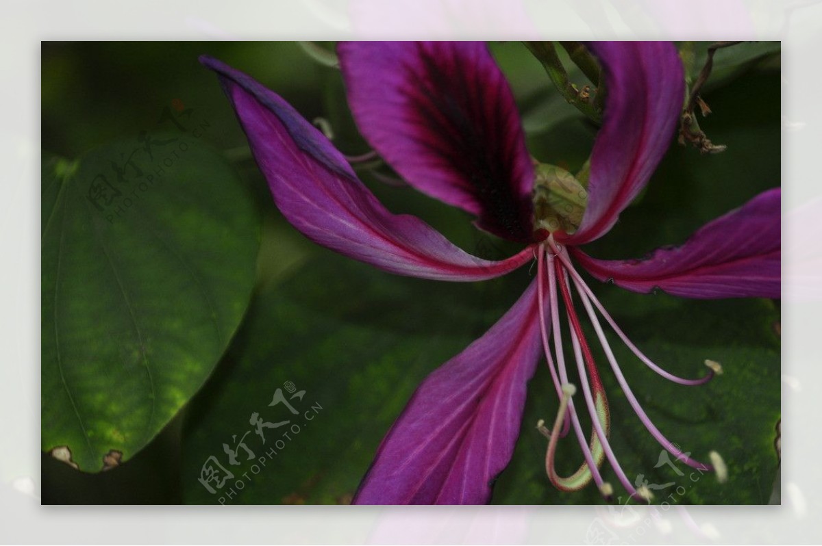 紫荊花图片